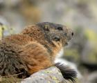 Marmotte