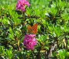 Moyen nacré sur Rhododendrons