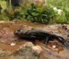 Triton alpestre