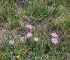 Aster des Alpes