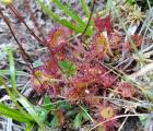 Drosera rotundifolia